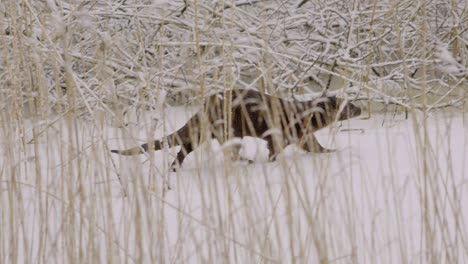 Otter-walking-on-ice-and-dive-into-the-ice-hole