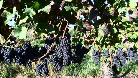 vista lateral panorámica de uvas azules en un viñedo, selva negra, alemania, europa