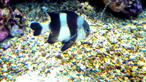 cuatro peces damselfish de rayas nadan sobre un lecho de agua pedregoso