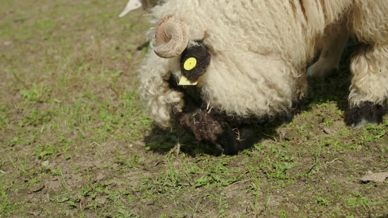 Close-up of a Fluffy Horned Sheep Grazing in a Pasture