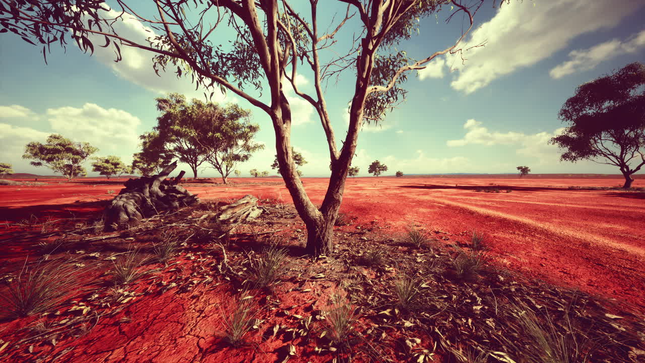 아프리카 의 나무 와 함께 아름다운 풍경
