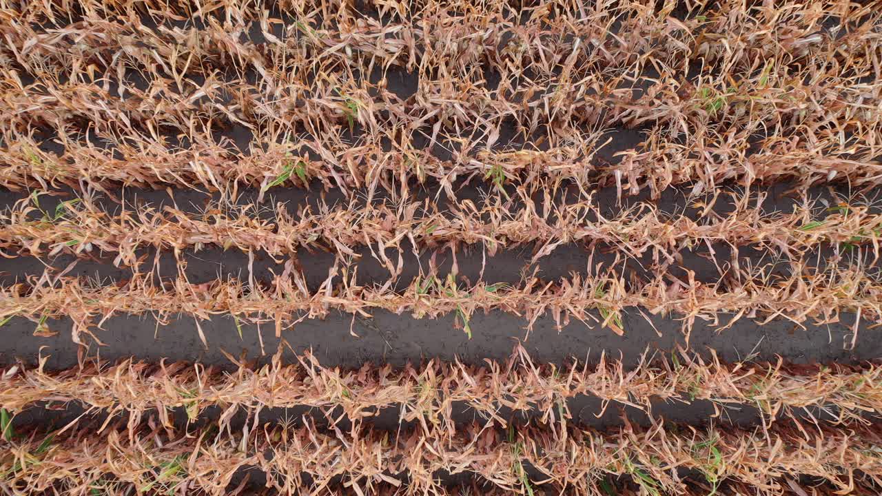 옥수수밭 조감도