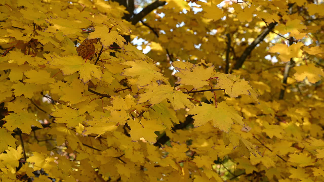 Bright Yellow Maple Leaves in Full Autumn Foliage