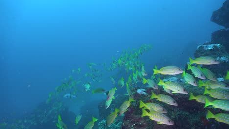 many blue striped snappers passing close in front of the camera