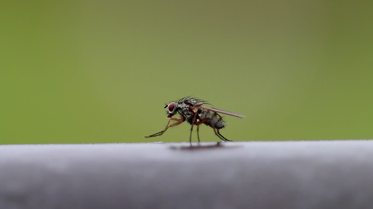 A fly cleaning itself while perched on farm gate