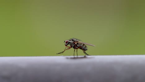 a fly cleaning itself while perched on farm gate