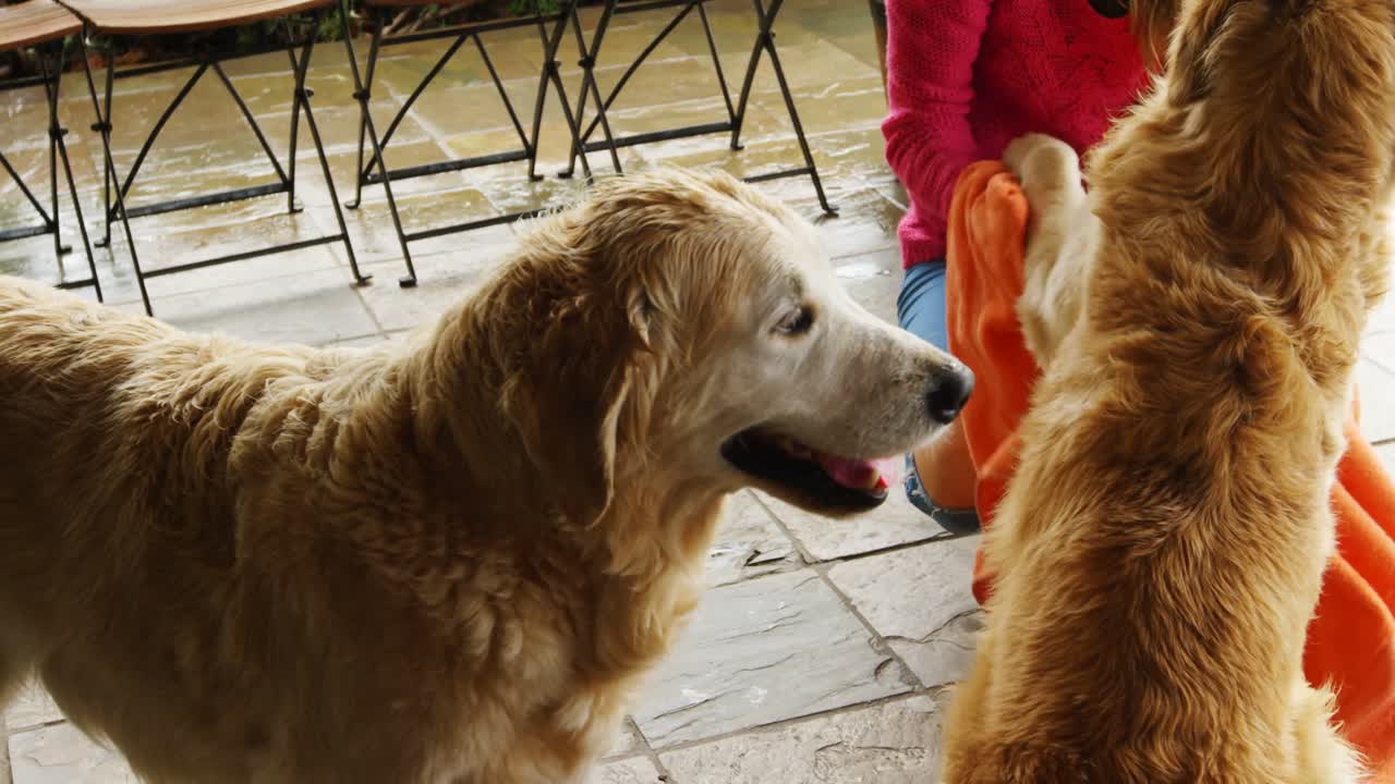 mujer limpiando a su perro con una toalla 4k