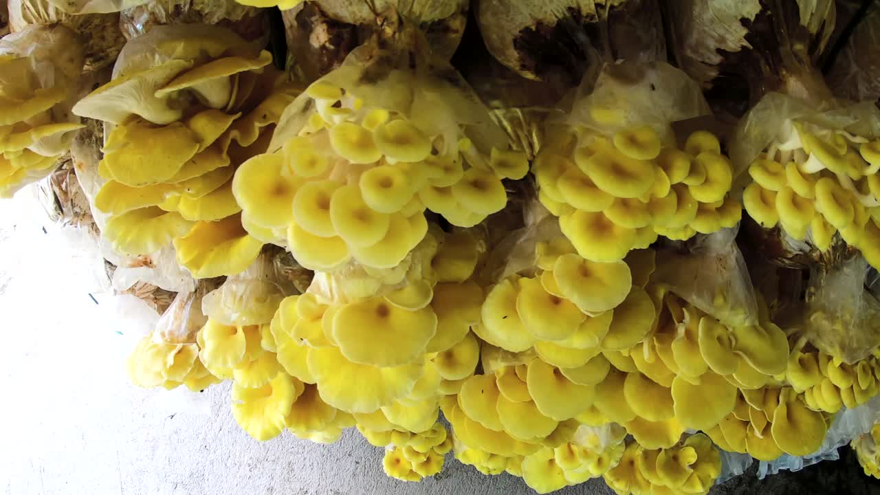 sfondo del movimento della parete della fattoria dei funghi