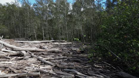 piles of driftwood cover part of a environmentally critical mangrove forest after a recent climate change weather event