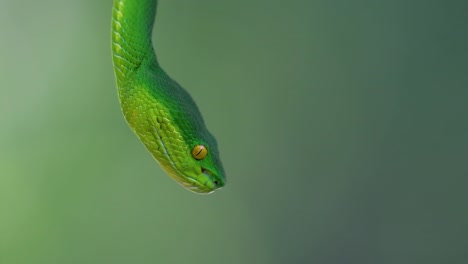 la víbora de labios blancos es una víbora venenosa endémica del sudeste asiático y a menudo se encuentra durante la noche esperando en una rama o rama de un árbol cerca de un cuerpo de agua con muchos alimentos