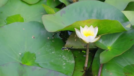 white water lily from above in a pond among green leaves one water lily on a pond surrounded by lily beautiful white water lily flower in the lake white water lily from above in a pond among green leaves