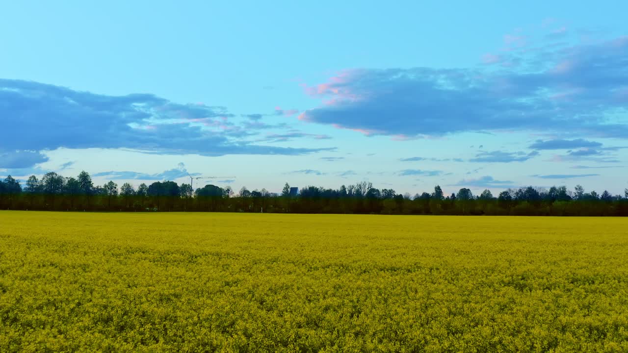 fondo primaveral: vuelo bajo sobre el suelo de un campo de colza amarillo a baja velocidad por la noche al atardecer
