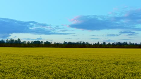 springtime background - flight low over the ground of a yellow rapeseed field with slow speed in the evening at sunset