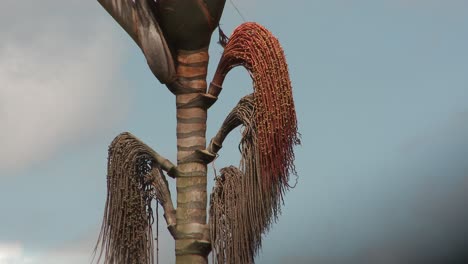 isolated view of palm fruit used for buriti oil growing in brazil