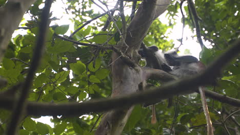 zanzibar red colobus monkey grooming fur of another monkey on tree