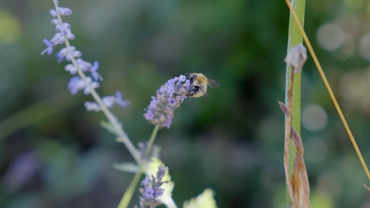 Slow-motion shot of a bee flying through the heather in search of food, the background is like a poetic blurry painting