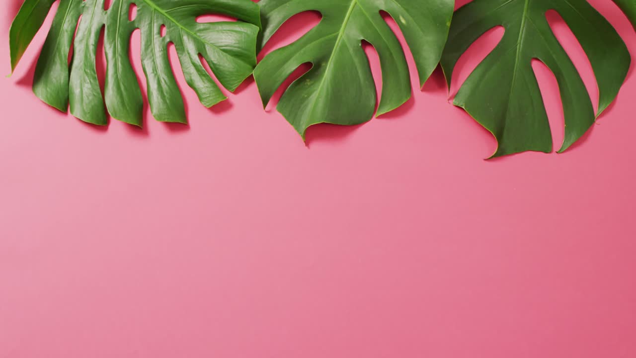 hojas de plantas de monstera verdes en fondo rosa con espacio de copia