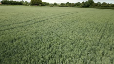 low angle aerial push in over green wheat crop fields on rural agricultural land in england