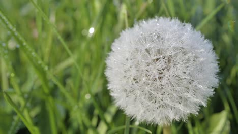 frozen dandelion in sunlight against blurred green grass