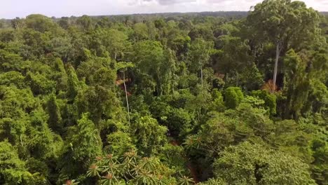 aerial drone view flying deep in the forest, through trees and plants, in the african rainforest, on a sunny day, in nanga eboko jungle, haute-sanaga, southern cameroon