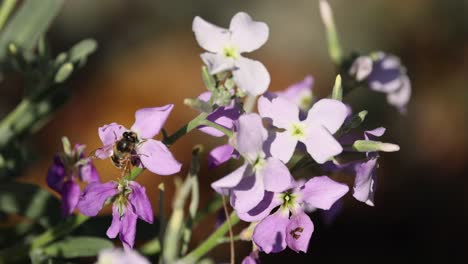 bees feeding and pollinating flowers in botanical garden