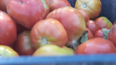 cosecha de tomates rojos