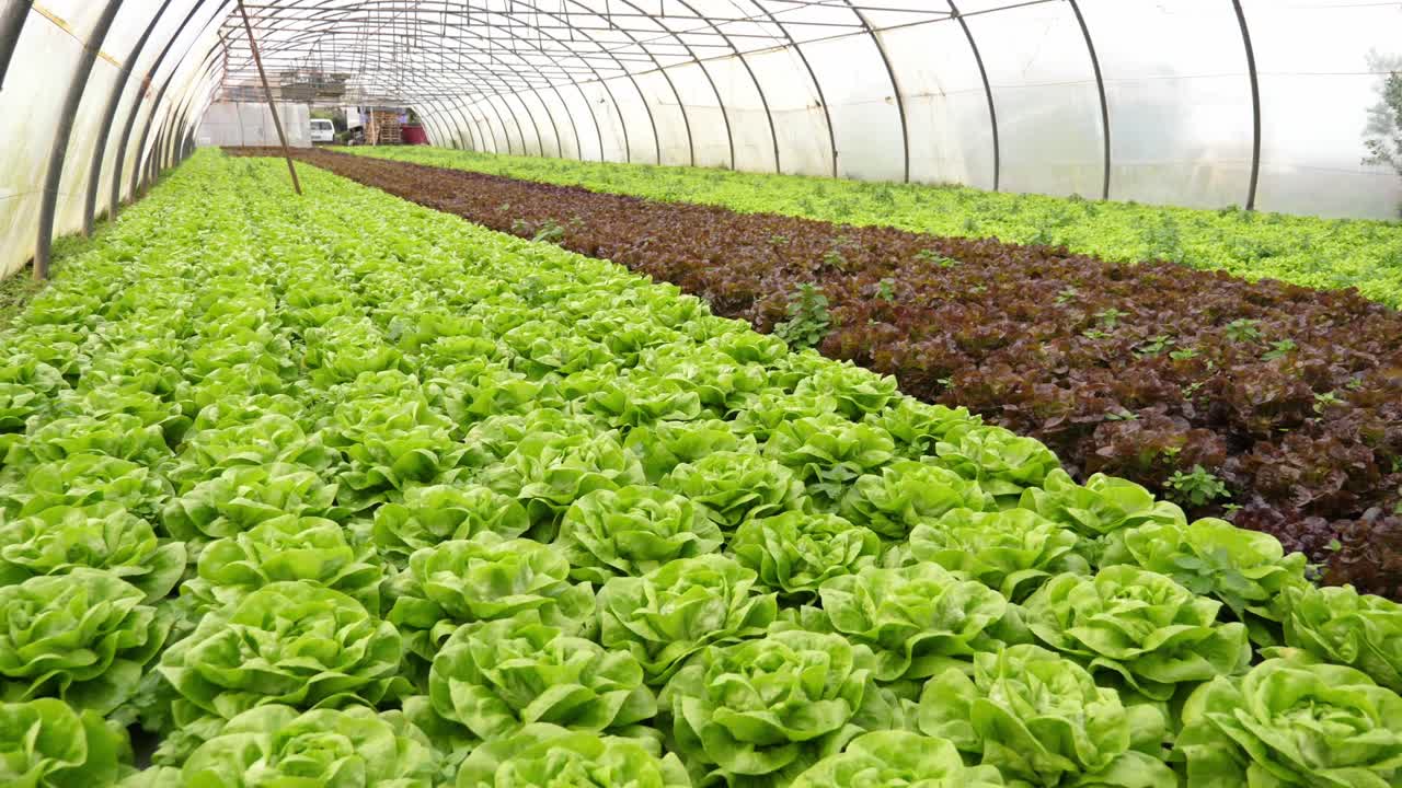 무농약 온실 내부의 지속 가능한 유기농 빨강 및 녹색 상추 농장