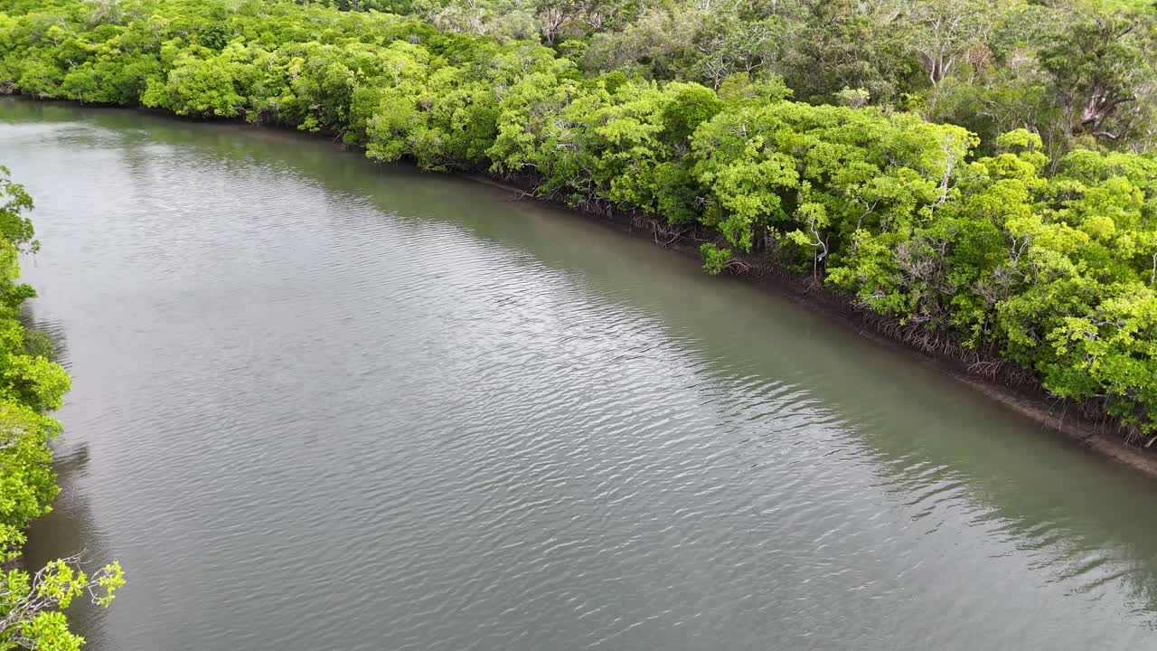 Drone glides above winding rainforest river, overcast daylight, vibrant green foliage, smooth camera movement