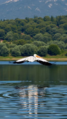 pelican flying low over water