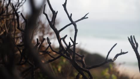 bushes and beach of estepona coastline, pan view