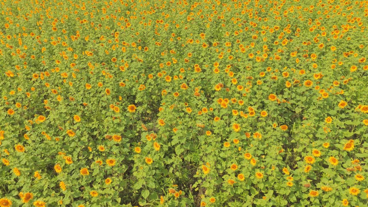Ampio campo di girasoli gialli sotto il cielo blu, campagna tranquilla, Paesi Bassi