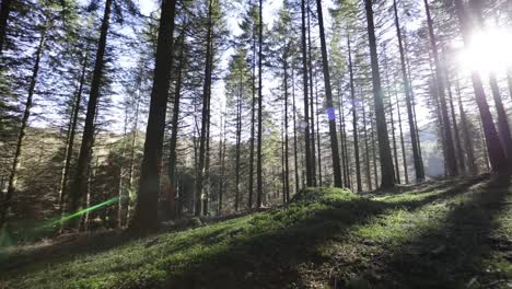 panoramic view of a forest at sunrise