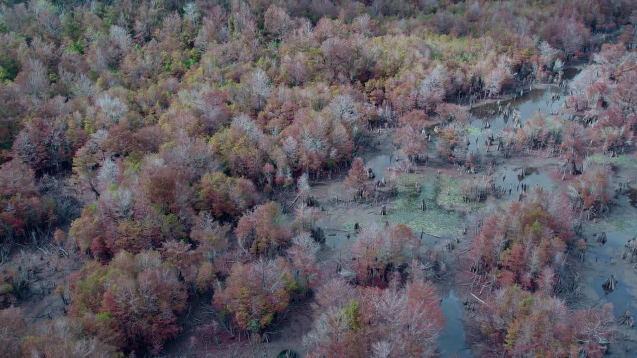 가을에 플로리다의 죽은 호수를 둘러싸고 있는 울창한 숲 위의 공중