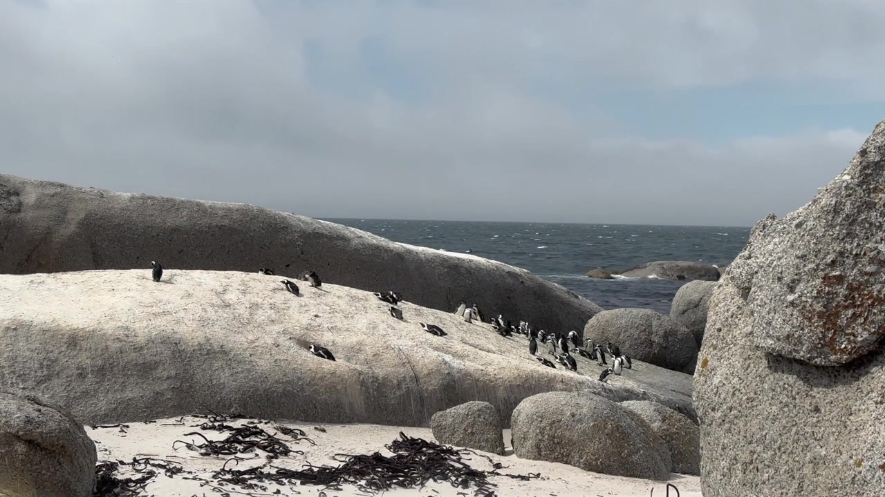 Okyanus kenarındaki büyük kayalıklarda toplanmış bir Afrika penguenleri (Spheniscus demersus) kolonisi. Boulders Plajı. Güney Afrika