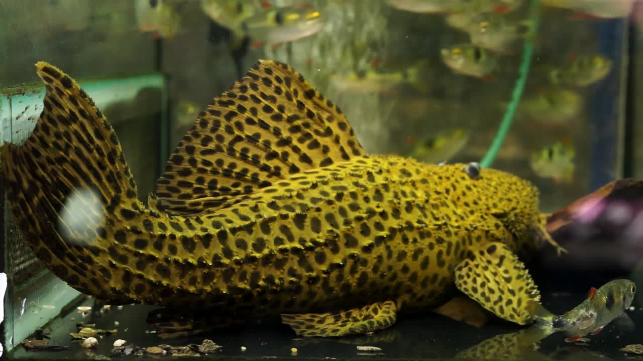 gran amarillo en manchas negras monstruo espinoso bagre pleco sentado en el fondo de un tanque de acuario con otros peces nadando alrededor