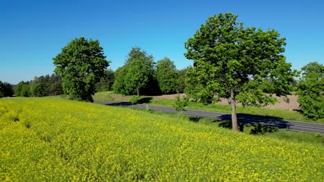 Polish-countryside,-rapeseed-field,-road-between-trees,-and-cars-driving-on-it