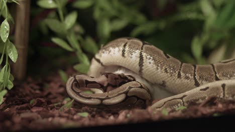 close up of ball python eating a rodent inside the vivarium cage