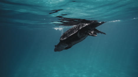 Rear-view-of-sea-turtle-diving-in-slow-motion-with-reflection-of-body-reflecting-on-water-surface