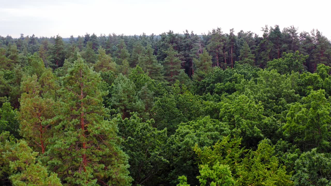 Aerial view of forest tree. Green tree forest view from above
