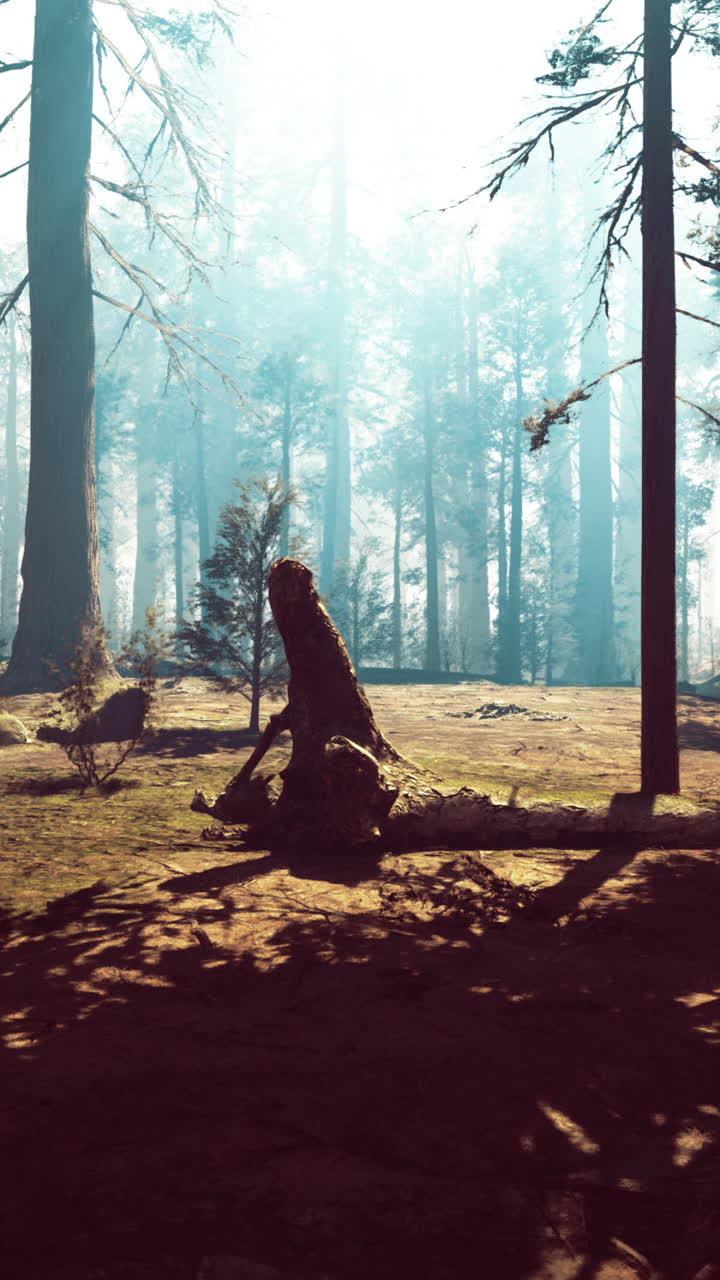 L'esplorazione della foresta rivela un'atmosfera serena e mistica nel bosco