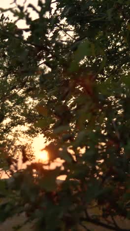 sunset through tree branches