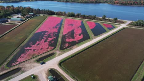 en el otoño, los pantanos de arándanos están listos para la cosecha en el centro de wisconsin