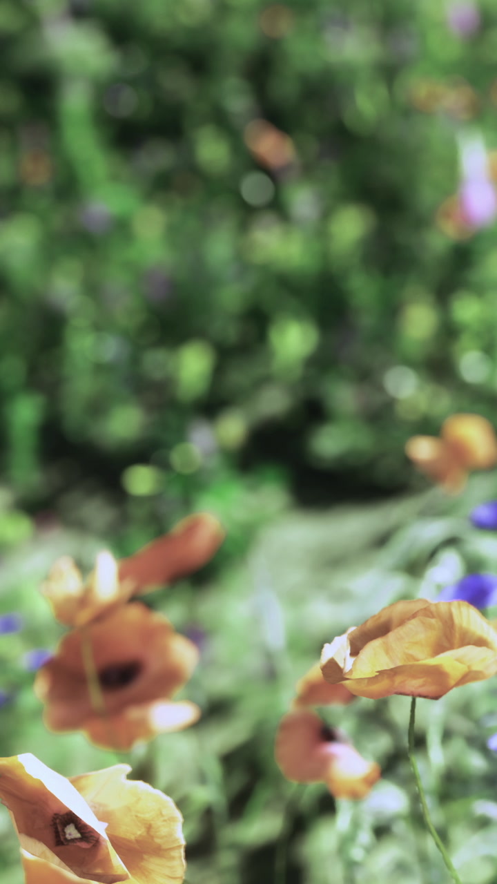 Vibrant blooms in a serene garden filled with colorful flowers