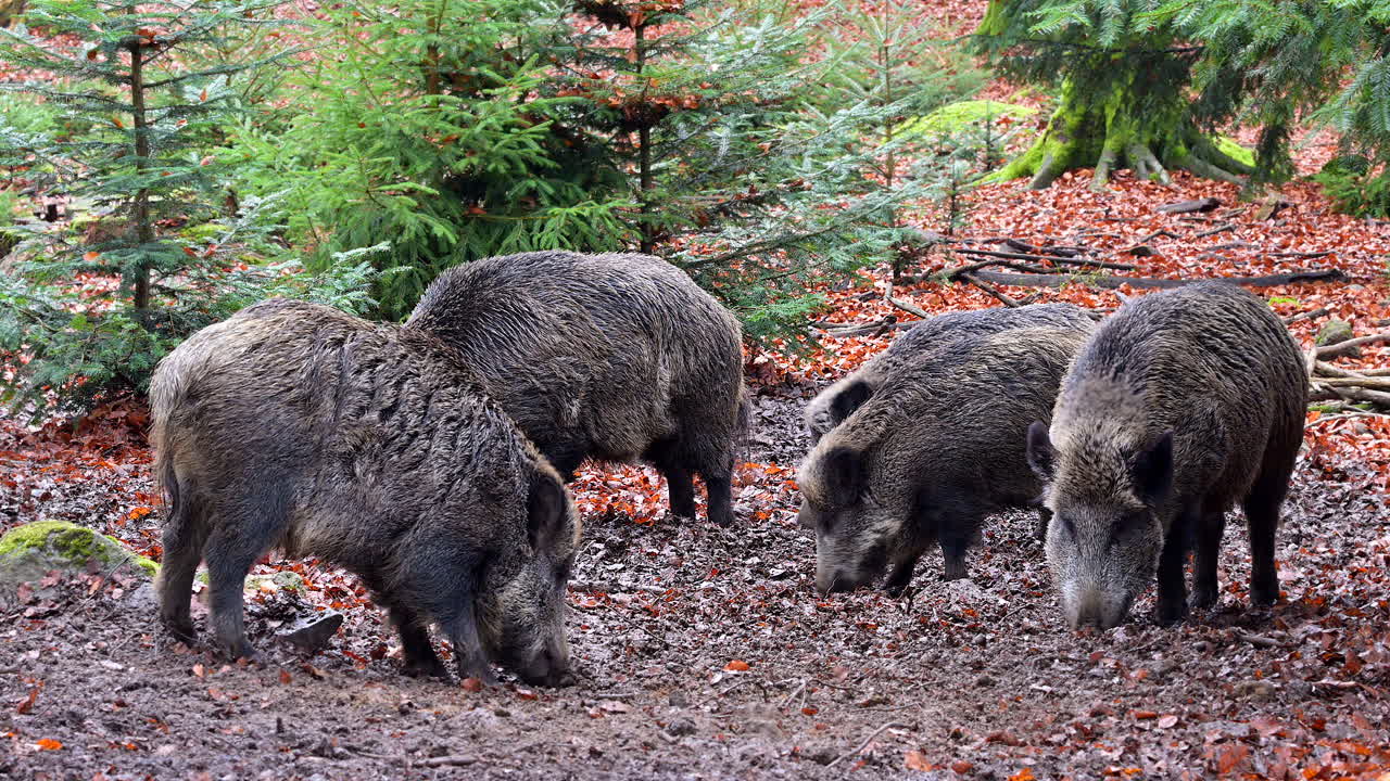 Wild boar (Sus scrofa) sounder foraging in muddy frozen ground in the forest. Slowmotion