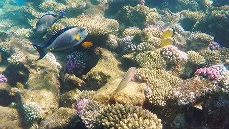 Multicolored-Marine-Life-Of-The-Underwater-World-With-Reefs