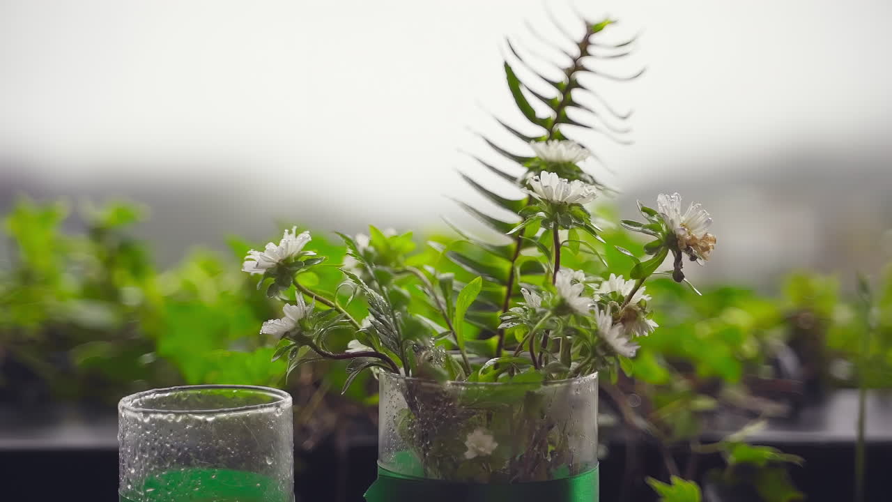 발코니에 데이지 꽃의 항아리