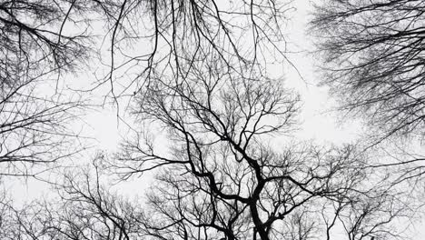 Looking-up-shot-of-leafless-tree-branches-against-grey-sky-with-dark-cloudscape-in-nature---POV-tilt-down