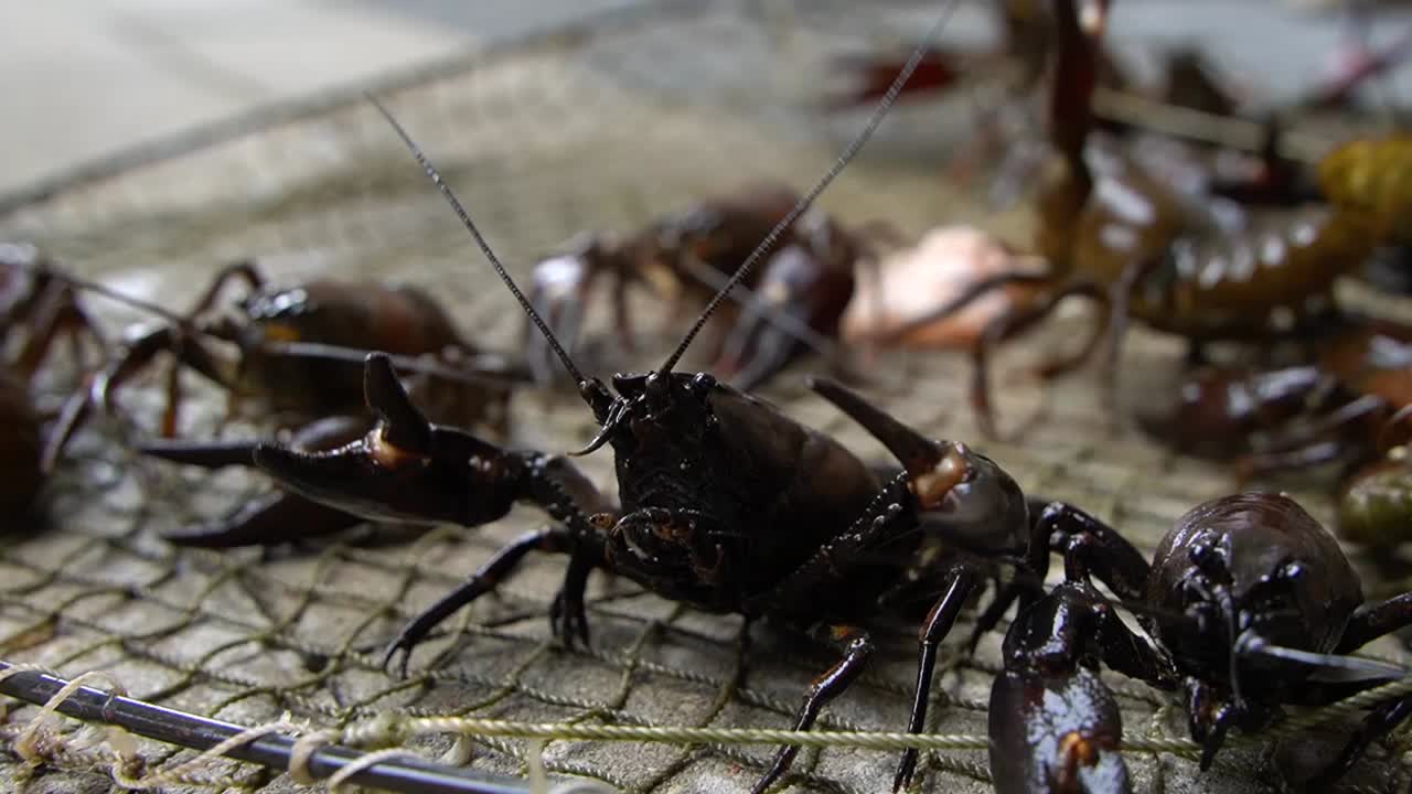 primer plano de pacifastacus leniusculus río dulce sano y activo