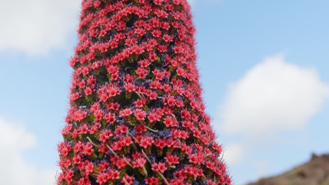 테네리페 에 고유 한 식물 인 타지나스테 로조 (tajinaste rojo) 의 가까운 아래쪽 판