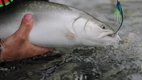 man picks up trout from the river with a green fly in the trouts mouth